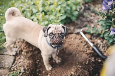 How to stop your dog from digging up your garden