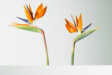 How to care for a Bird of Paradise Plant