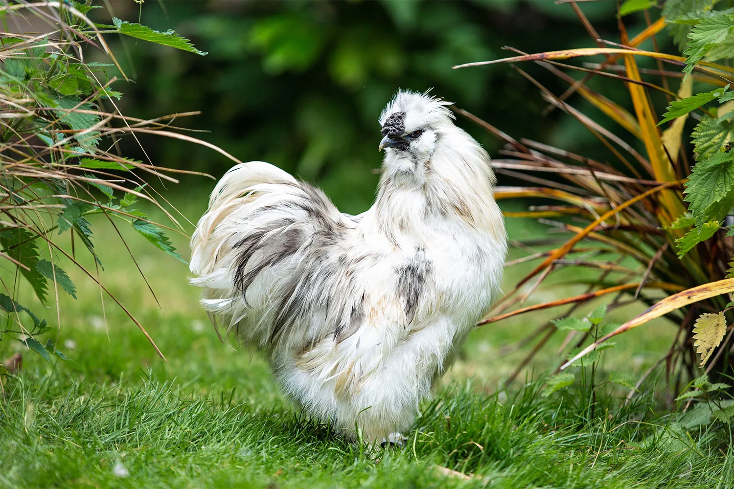 Chicken