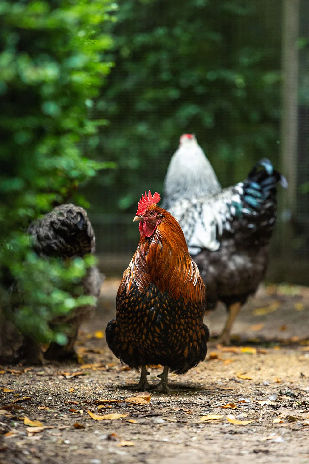 Chickens