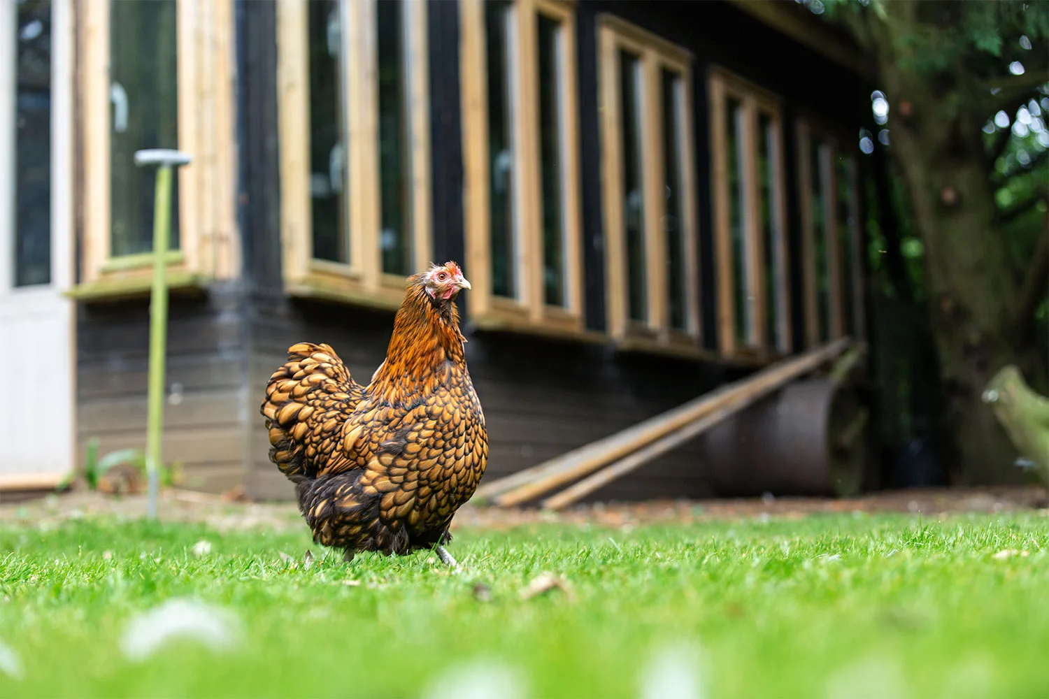 Chicken