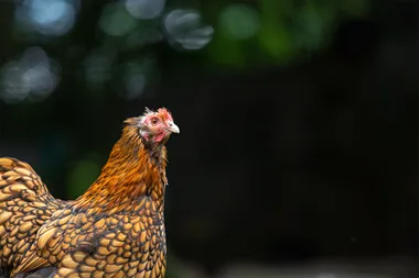 Everything you need to know about pet chickens