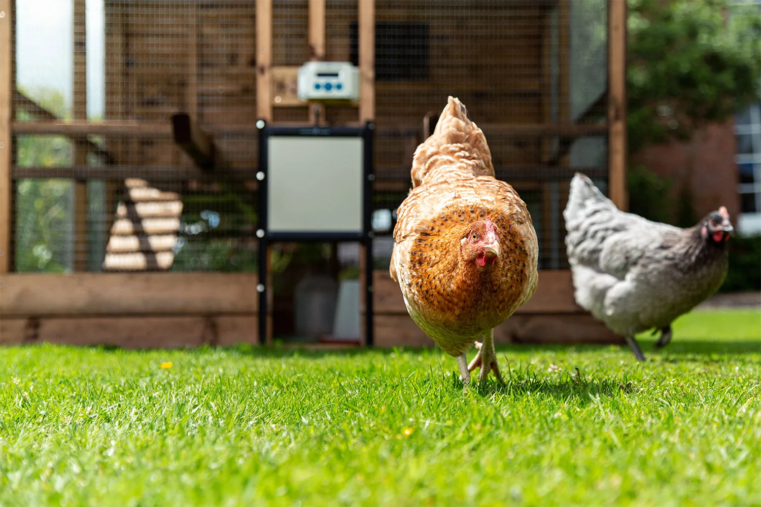 Chickens