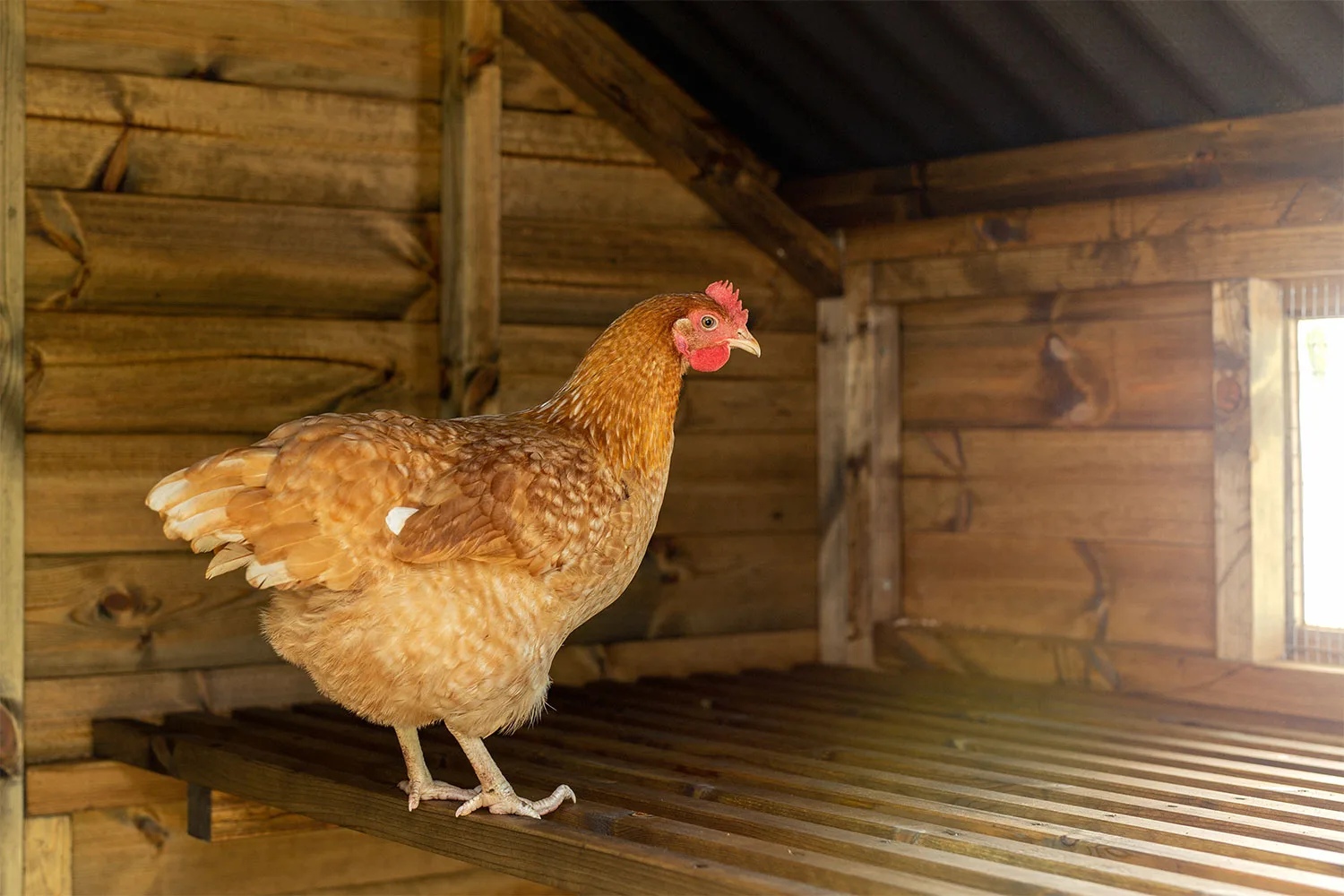Chicken in a coop