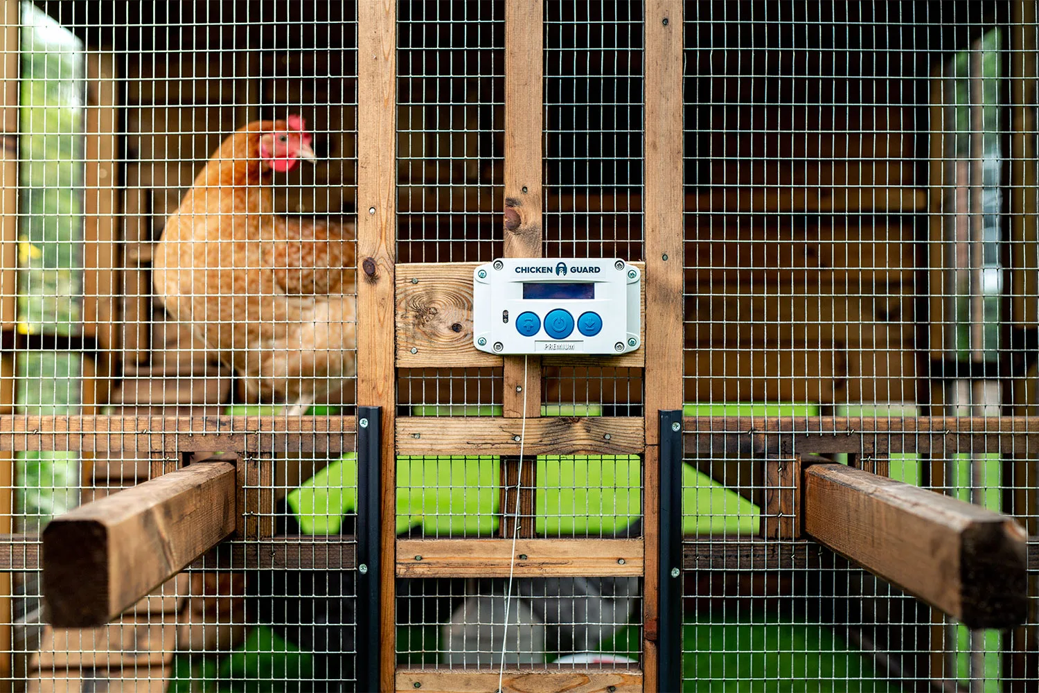 Chicken