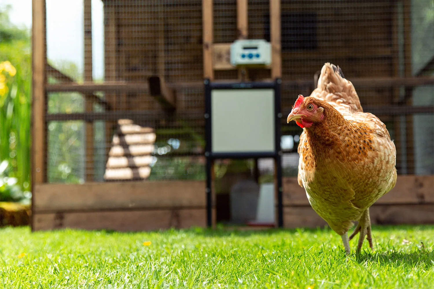 chicken