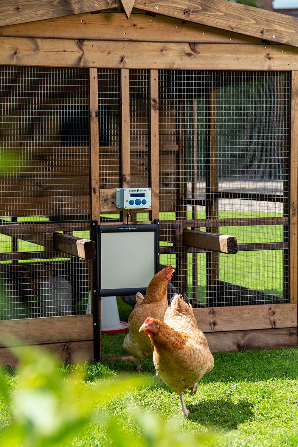 Chickens