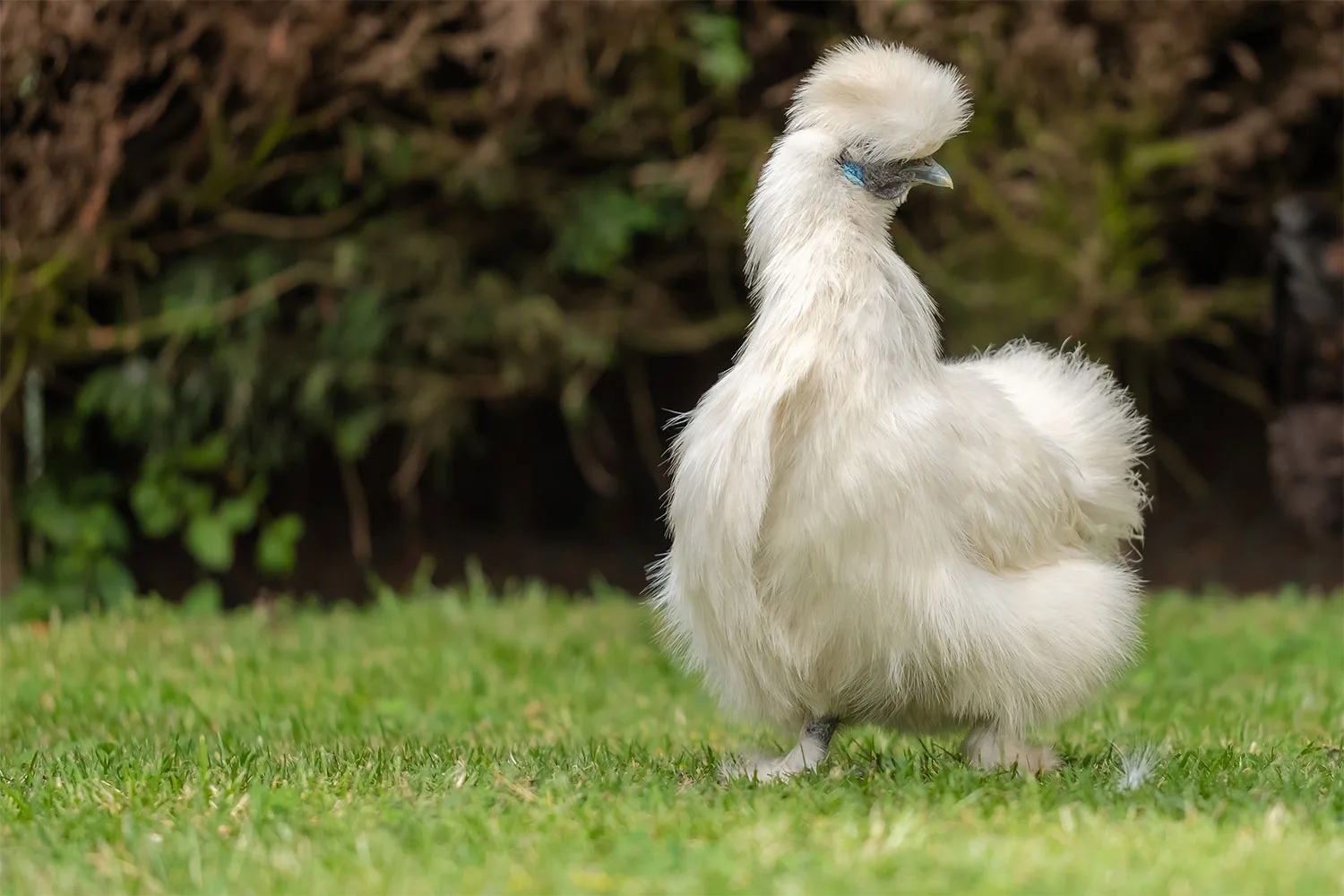 Silkie chicken