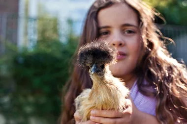 Why chickens make good pets