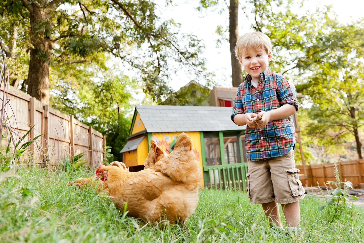 Little boy with chickens