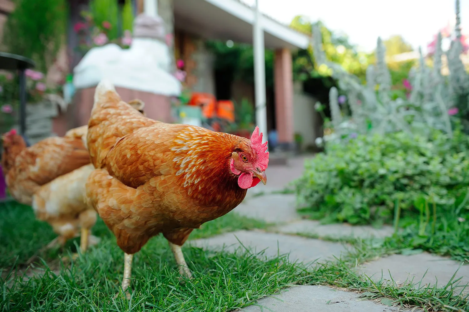 Chickens