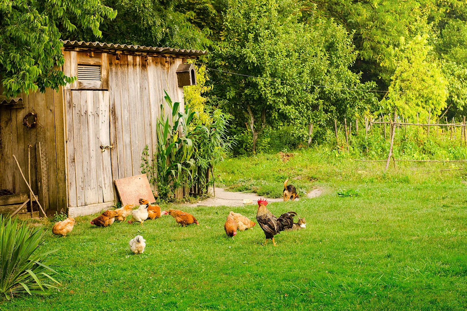 Chickens in backyard