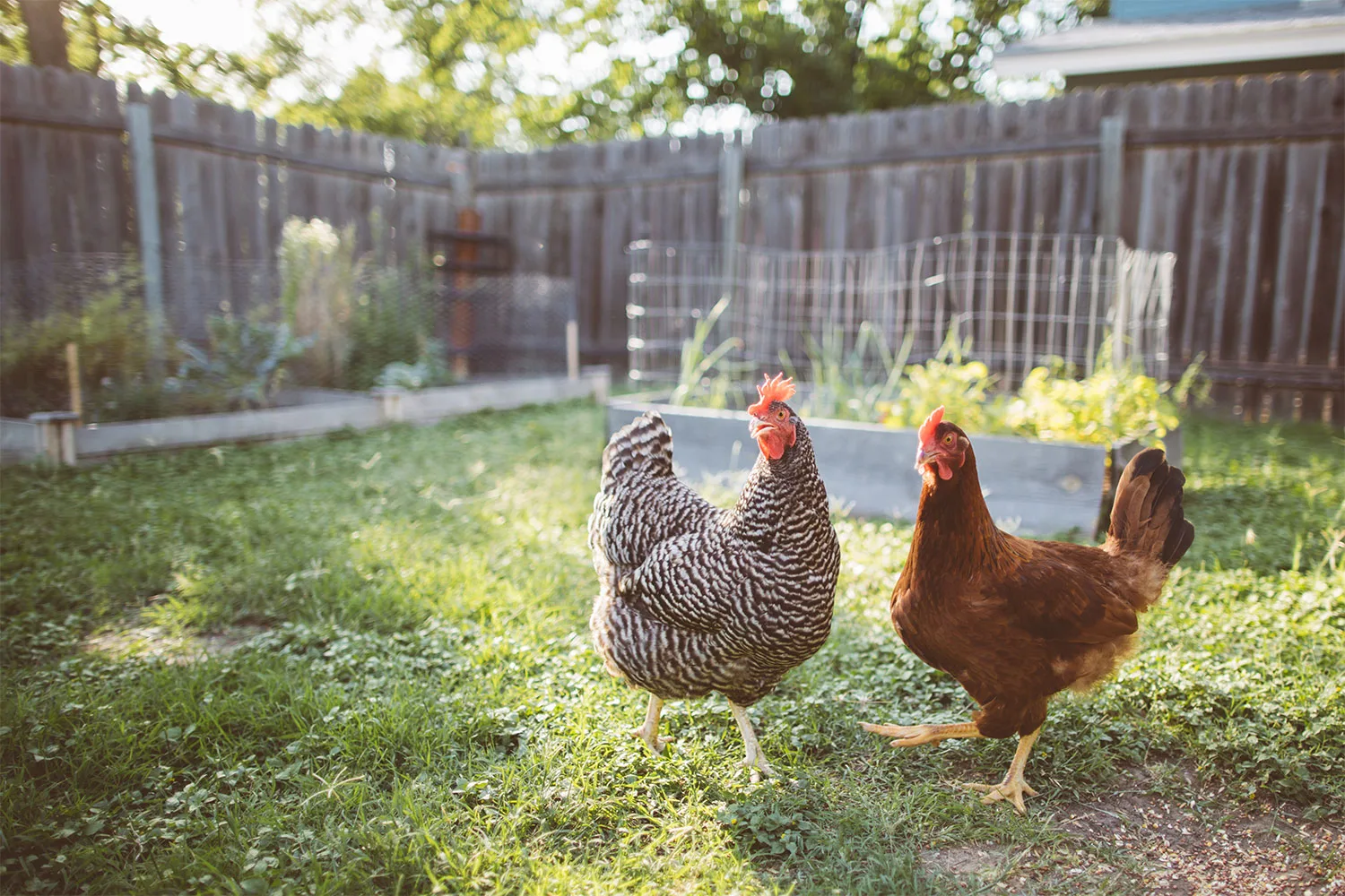 Chickens