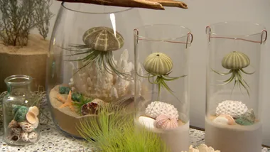TILLANDSIA DISPLAYS