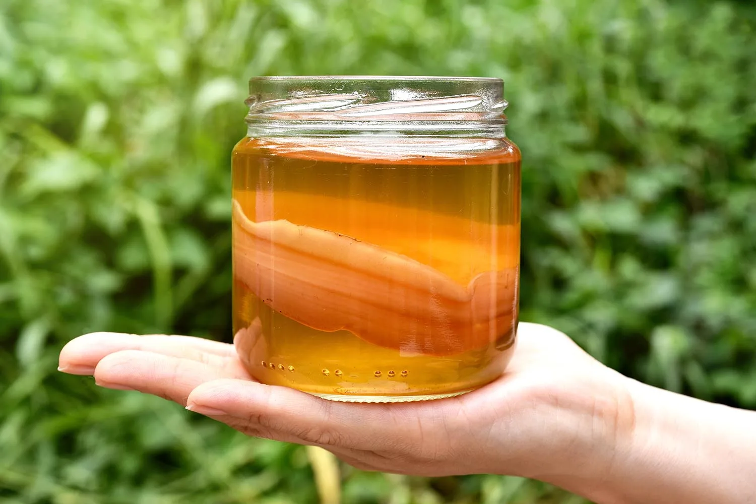 kombucha with scoby