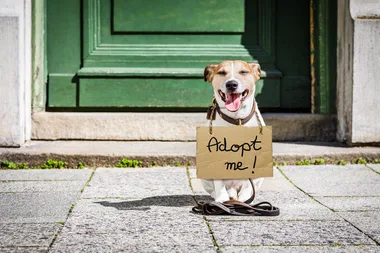 Easy ways you can help out your local animal shelter
