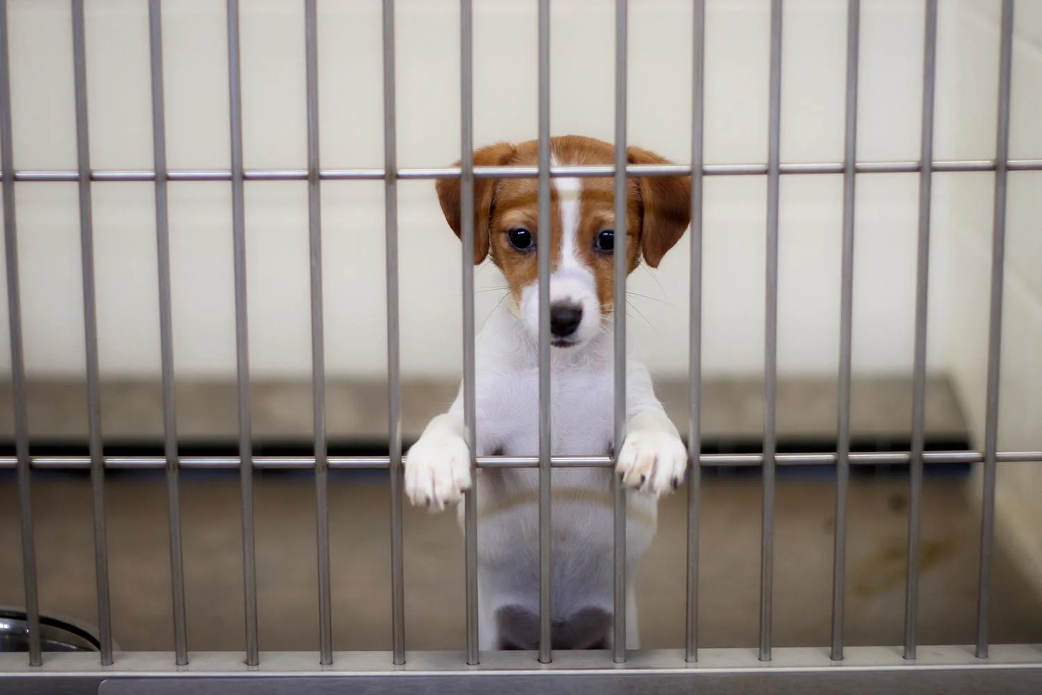jack russel in cage