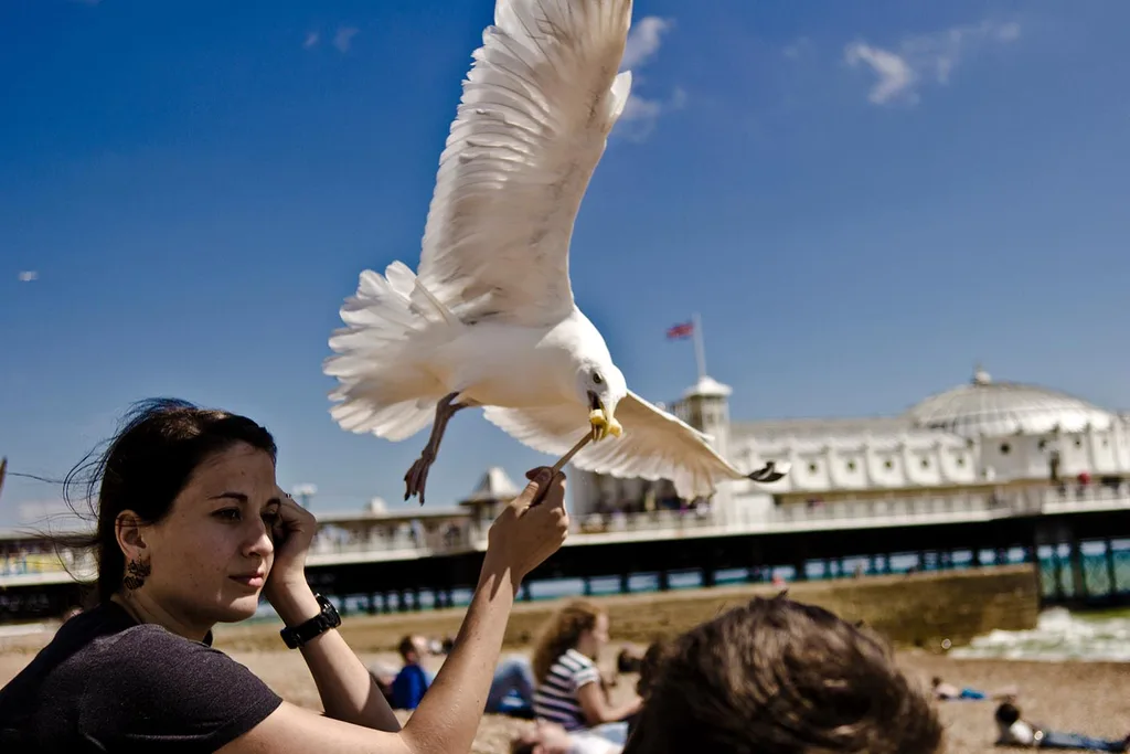 seagull stealing chips
