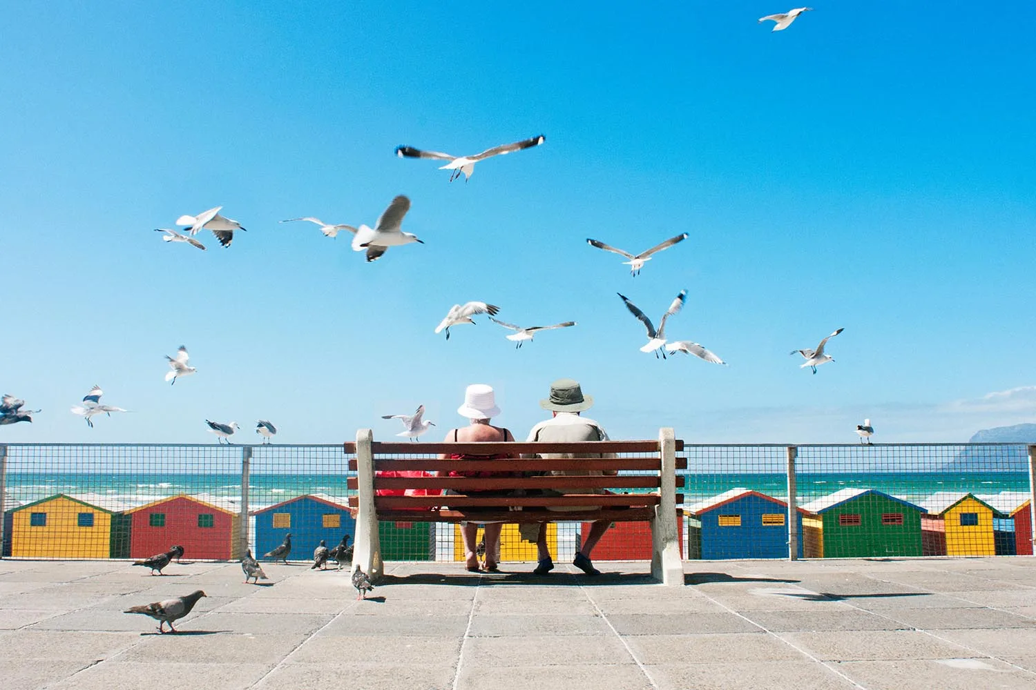 How to stop seagulls stealing your chips, according to science