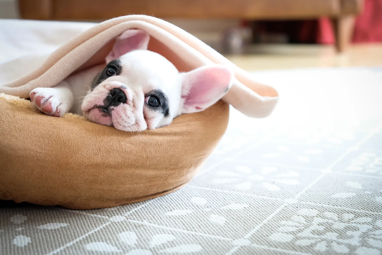 bull dog