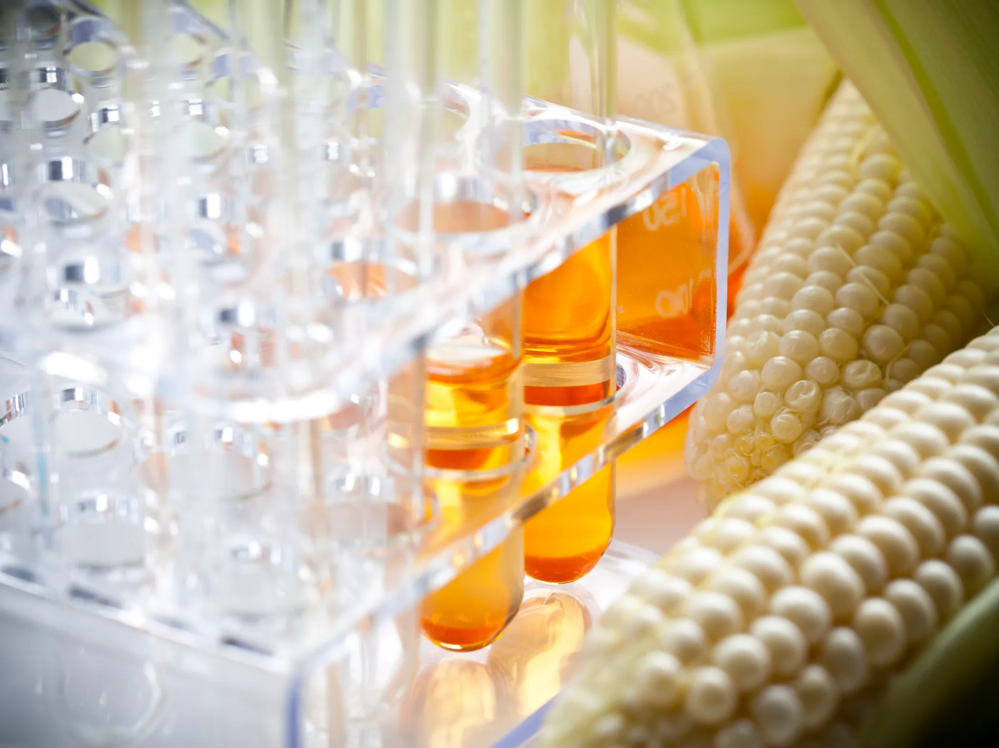 high fructose corn syrup