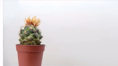 5 indoor plants that thrive on neglect