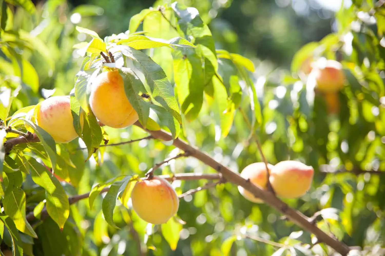 Prep for spring and plant fruit trees