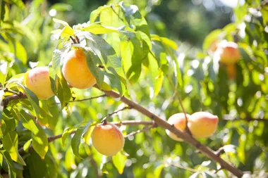Prep for spring and plant fruit trees