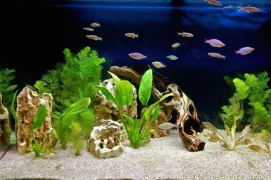 What is aquascaping?