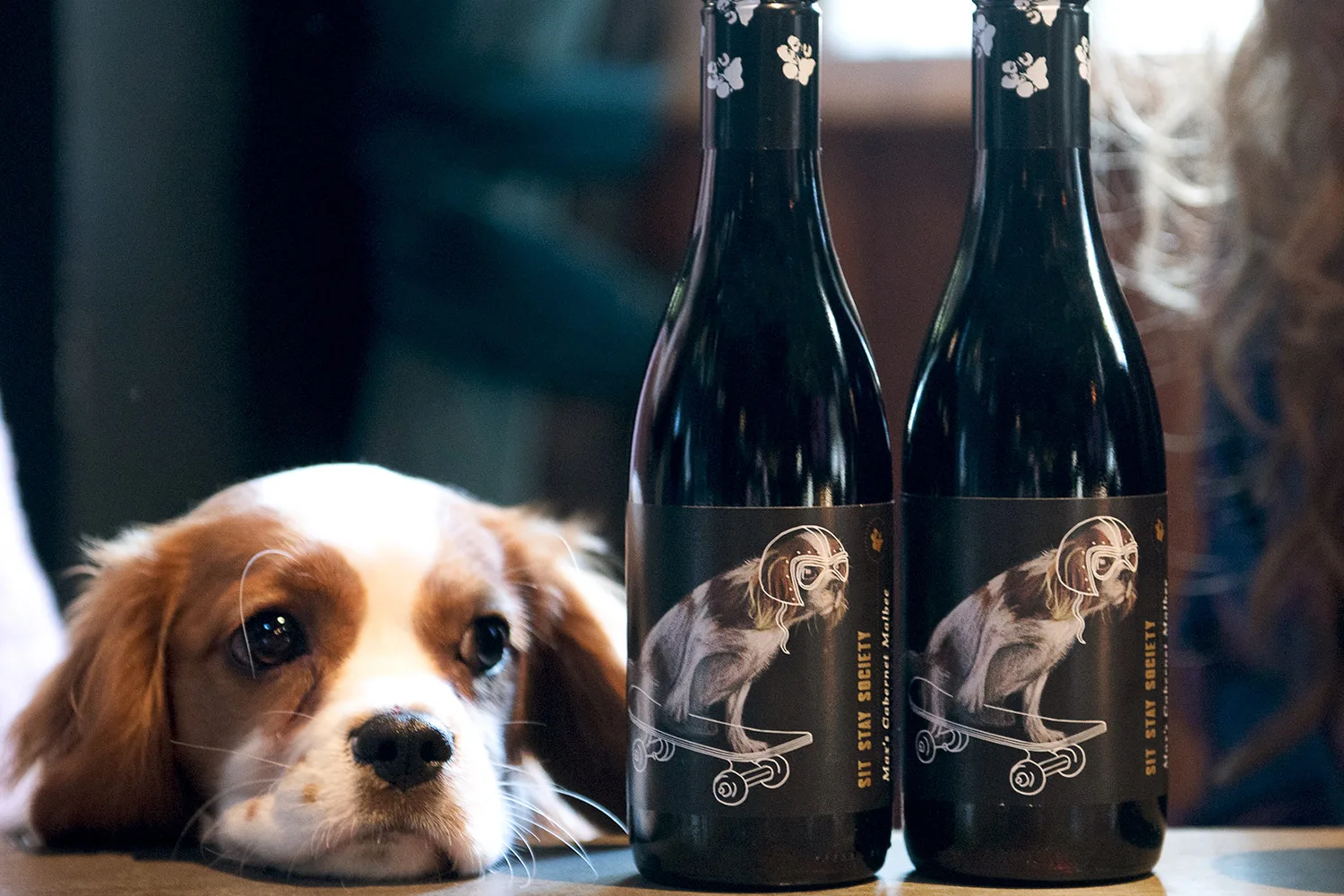 cavalier king charles dog with wine bottle