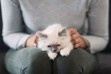 Scientists have created a vaccine that could put an end to cat allergies
