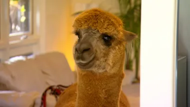 Audrey The Alpaca