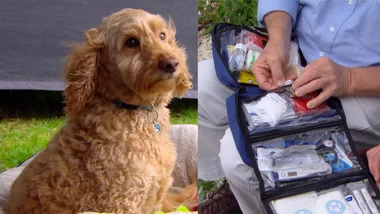 First Aid Kit For Dogs