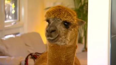 Audrey The Alpaca