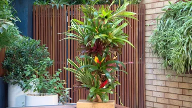 Bromeliad Pole