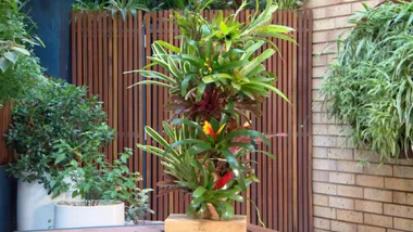 Bromeliad Pole