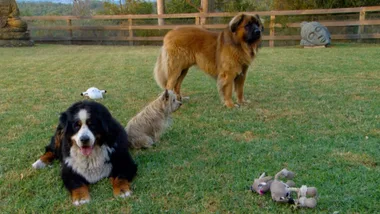 Old dogs and a new pup