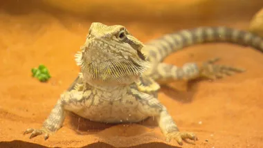Unusual Pets