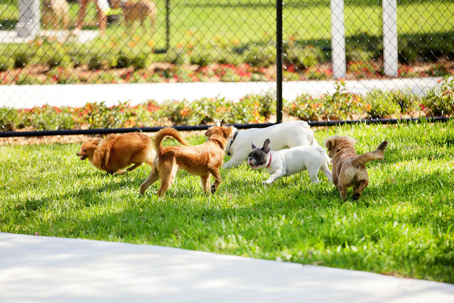dog park
