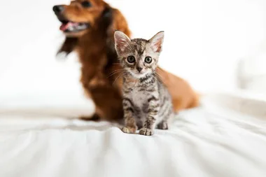 This one factor determines whether you’ll be a dog or cat person