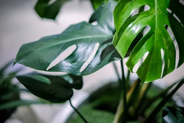 The rare collectable houseplant selling for $300 in stores