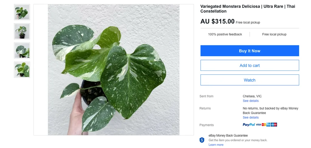 thai constellation monstera