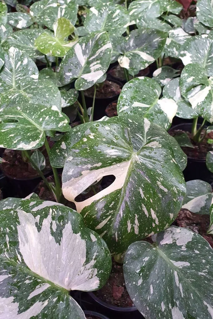 thai constellation monstera