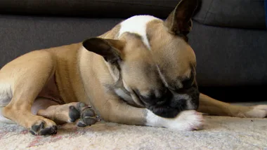 Paw-Licking Frenchie