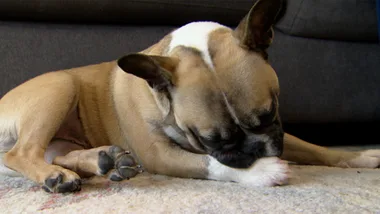 PAW LICKING FRENCHIE