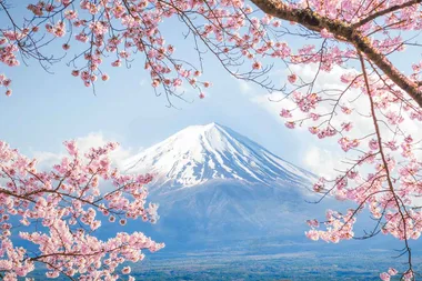 A taste of Japan