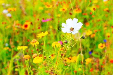 Spring blooms and pollinators