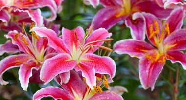 Blooms for the summer