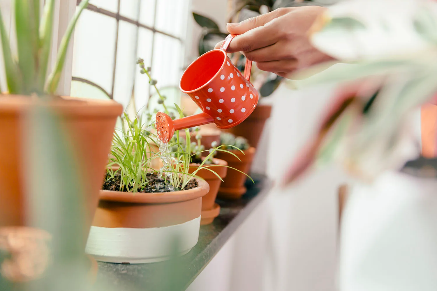 watering indoor plants