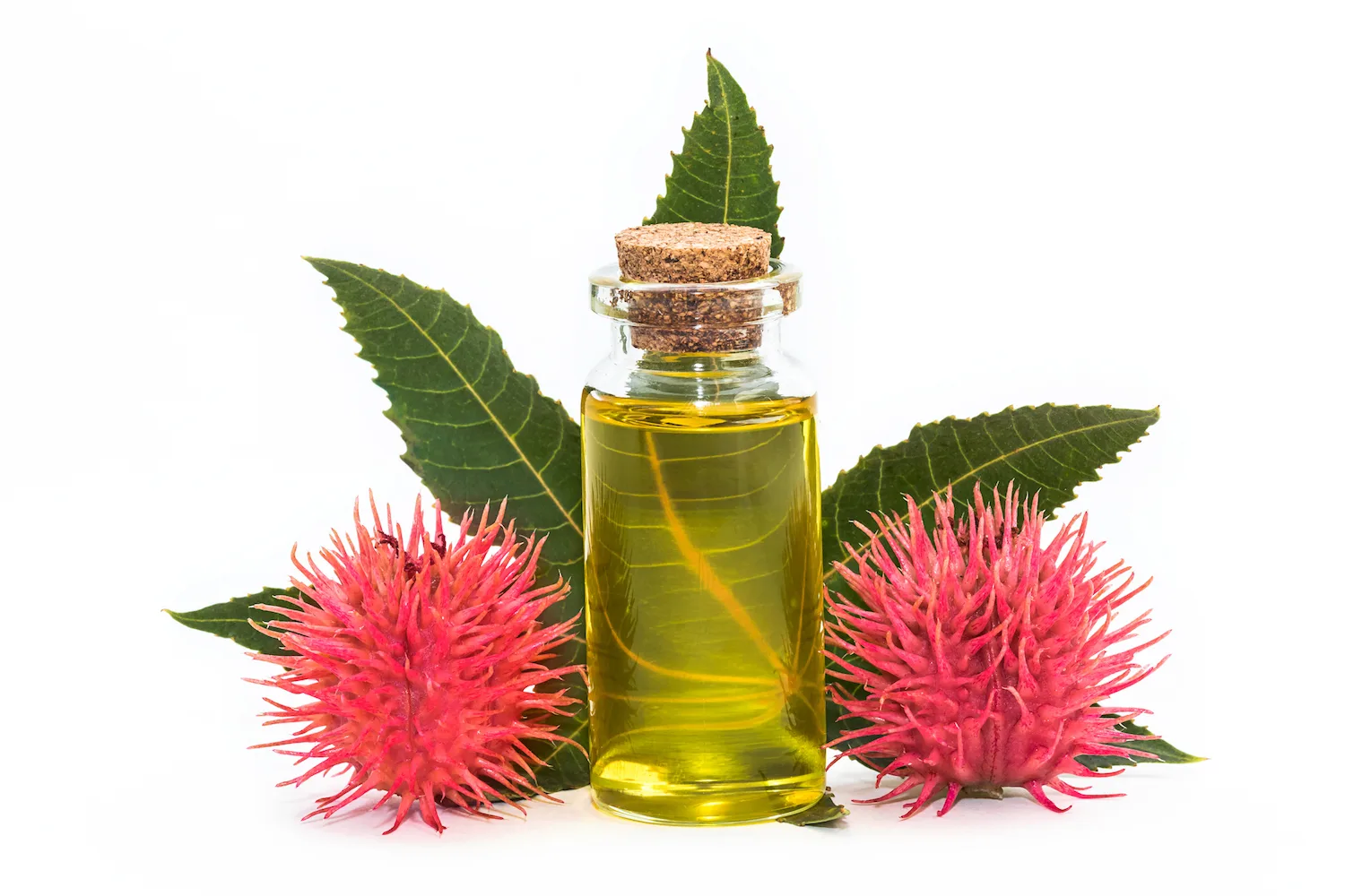 The benefits of castor oil